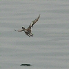 American Widgeon male in flight