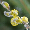 Flowering PussyWillows